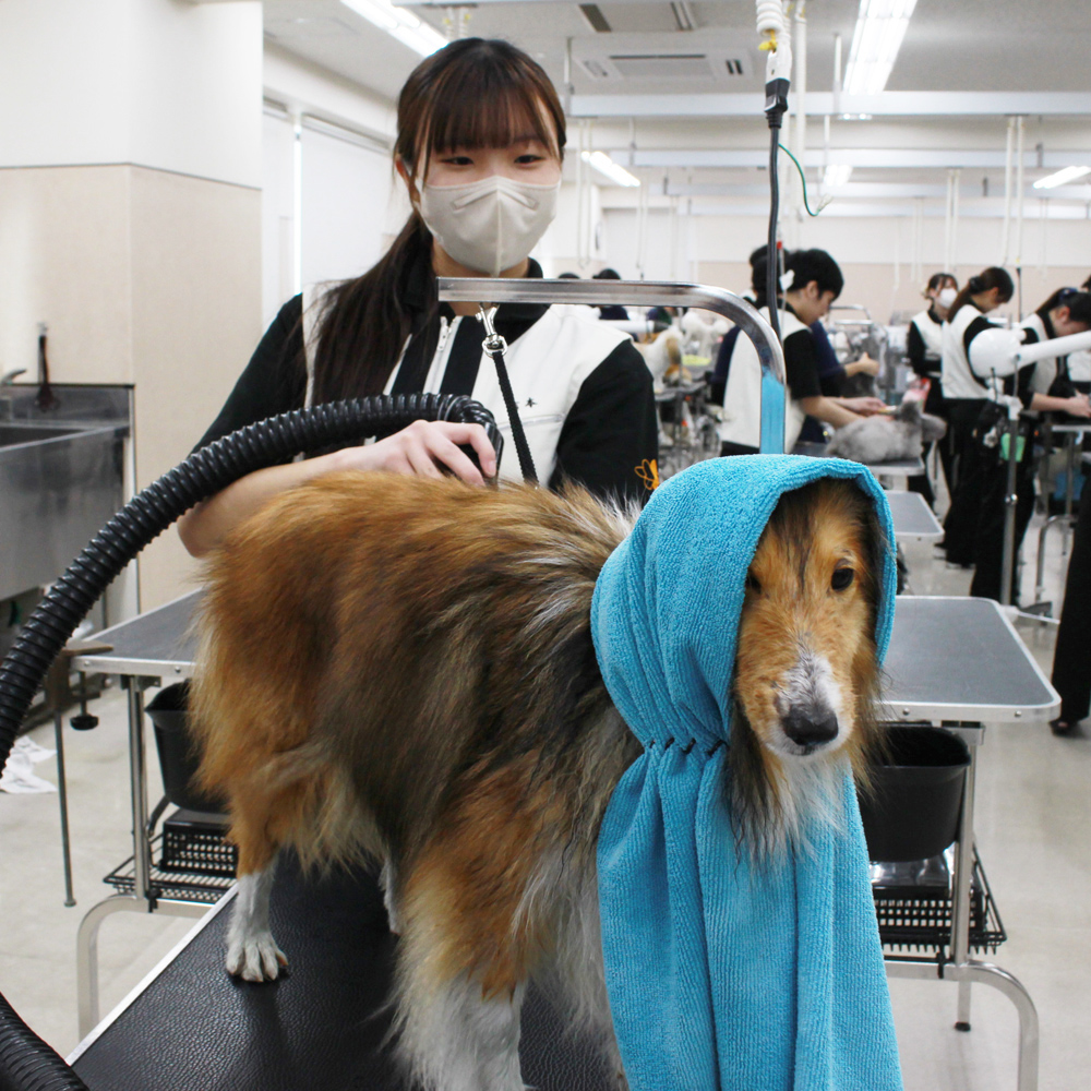 １年生モデル犬と一緒にトリミング実習！